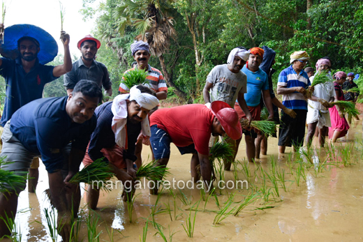 paddy saplings